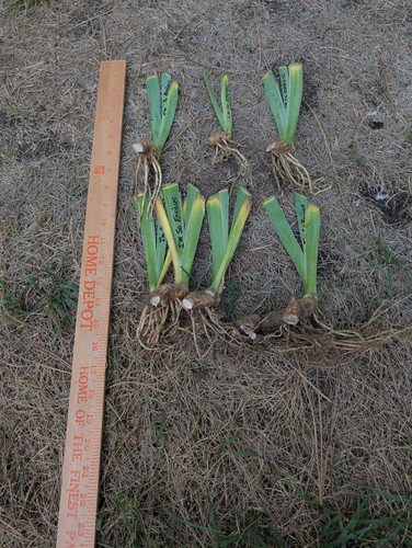 Named varieties iris - named,