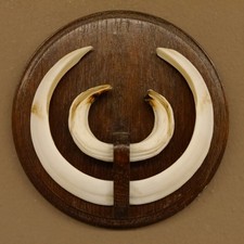 Wildschweinwaffen (Sus Scrofa)