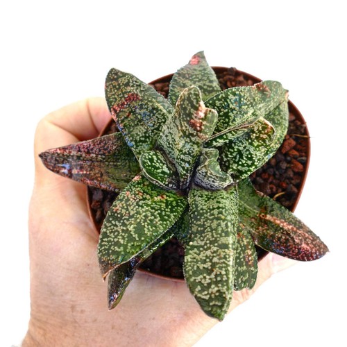 Gasteria batesiana multiheads - gasteria,