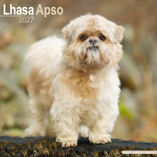 Calendrier 2027 lhassa apso - calendrier,