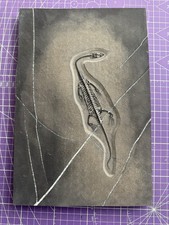 Reptile marin-🦎Fossile