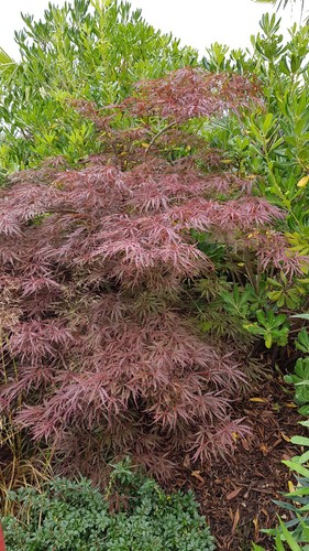 Acer palmatum crimson queen - 'crimson, queen'