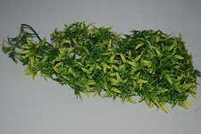Vivarium Large Jungle Plante