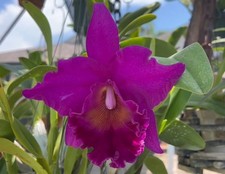 Cattleya (Rlc) Cornerstone