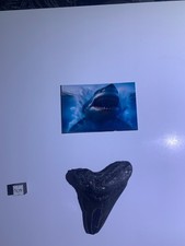 🦈 Megalodon Fossil Tooth