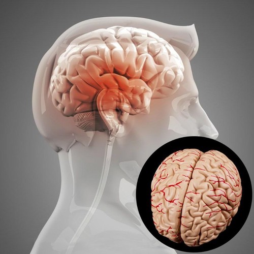 Modèle anatomique cerveau - modèle,