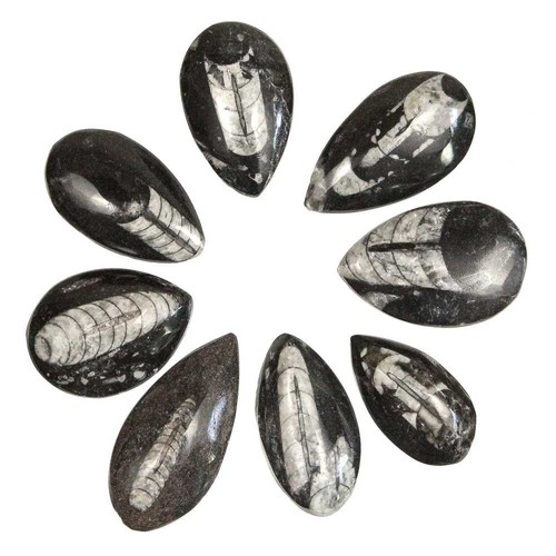 Orthoceras fossile poli a - -,