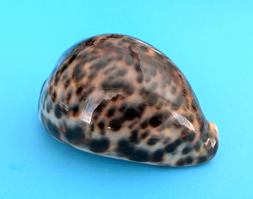 Cypraea tigris 101 gem - cypraea, 101,3