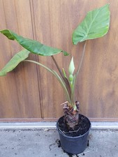 Alocasia macrorrhiza 'Borneo