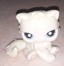 Petshop chat persan 428