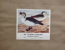 Commune Indien Oiseaux Double