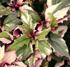 1 plant en Godet Gynura