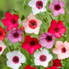 🌸 LIN 'CHARMER VARIÉ' 50 Graines | Couleurs Douces & Effet Champêtre