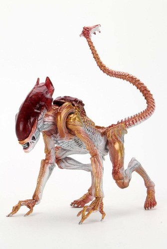 Aliens panther cougar - -, alien