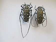 Entomologie Cerambycidae Batocera laena Couple M 52mm PNG-Bubolo
