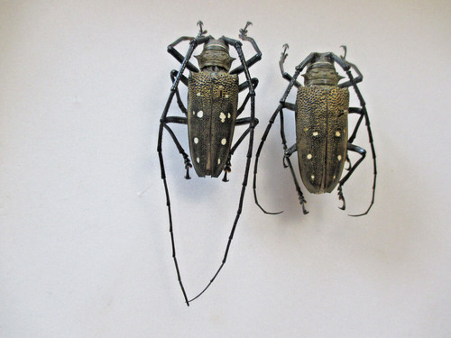 Entomologie cerambycidae - entomologie,