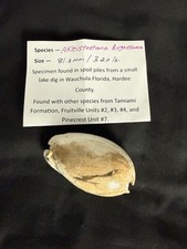 EXTINCT fossilized Cowrie