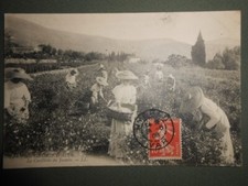 cpa carte postale ancienne cote d'azur cueillette du jasmin