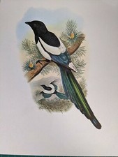 1969 Oiseau Imprimé - Blanc