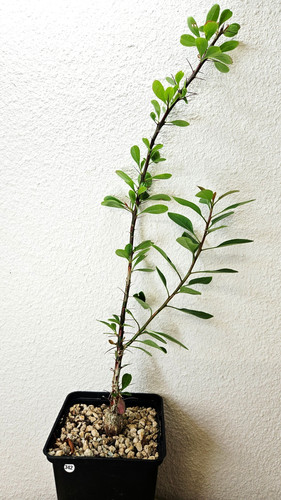 Fouquieria fasciculata
