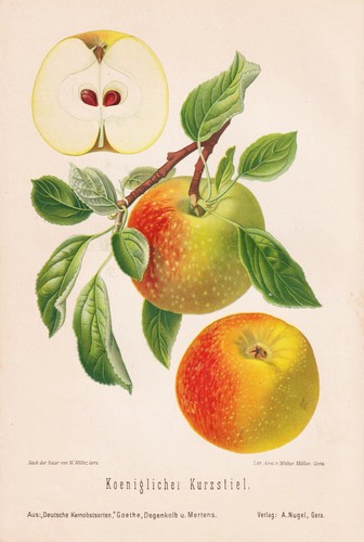 Lithographie pomologie 1890 - de,
