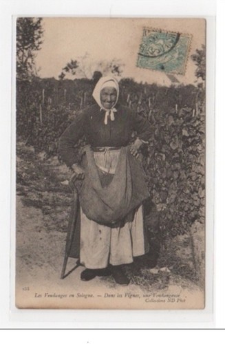 Les vendanges sologne une - les,