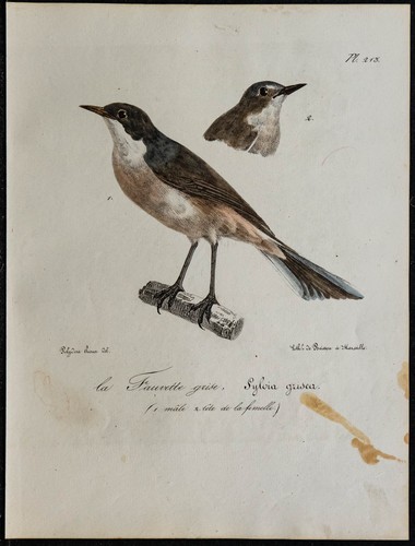 1830 fauvette babillarde - fauvette,