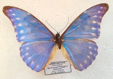 Morpho rhetenor augustinae