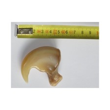 Reconstitution de Taxidermie. griffe  de lion en résine