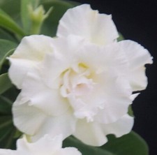 4 graines Adenium Obesum Kawdokka N08 SEEDS SEMILLA SEMI SAMEN