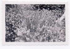Vintage artistic small photo - grass and flower field detail