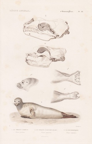 Phoca leptonyx phoques - leptonyx,