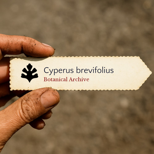 Cyperus brevifolius 100000 - |,