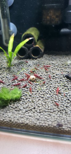 Lot crevettes red cherry - lot,