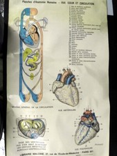 MEDECINE (ECOLE DE) PLANCHE MÉDICALE N°XVII - 1975 "CŒUR ET CIRCULATION" 100x58