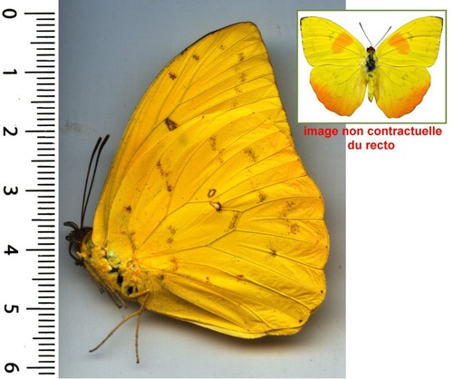 Pïeridae phoebis philea - pïeridae,