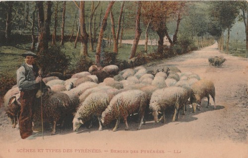 Carte postale berger des - postale,