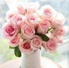 10x graine Rosier grimpant couleur Rose Clair Light Pink climbing rosebush seeds