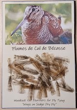 30 Plumes de Cul de Bécasse