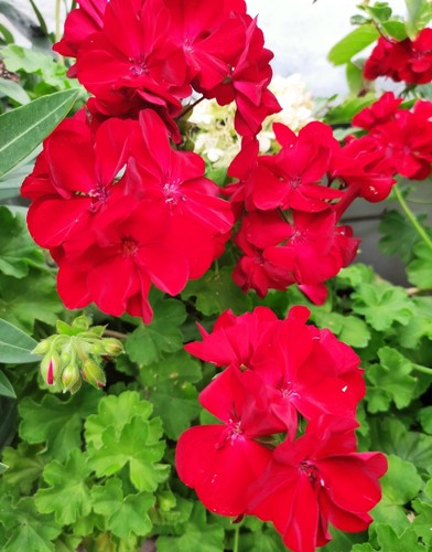 Graines geranium zonal - graines, de