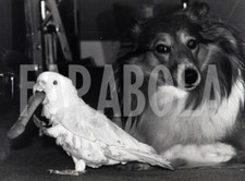 Photo de presse vintage Regno