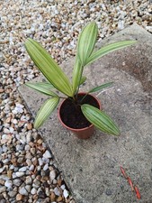Rhapis japonica  "Aya Nishiki"