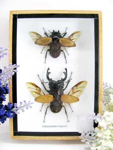 Odontolabis elegans - et,