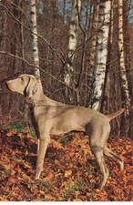 CHIENS AB#MK246 CHIEN DE CHASSE SETTER BRAQUE DE WEIMAR