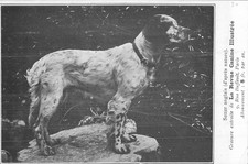 CP SETTER ANGLAIS GRAVURE