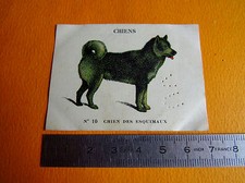 CHROMO 1939 CASINO LES CHIENS N°10 CHIEN DES ESQUIMAUX HUSKY MALANUTE SAMOYEDE