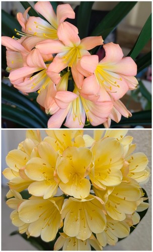 Two clivia seedlings - clivia,