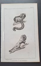 Gravure Buffon 19° Mammifère