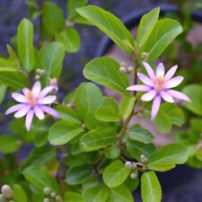 Grewia Robusta (10 graines/seeds)