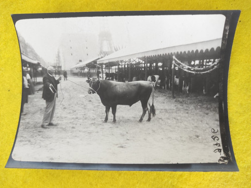 Photo animal vache - animal, taureau